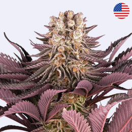 Mimosa Orange Punch Feminisierte Samen von Barneys Farm mit purpurroten Blättern und dichten Blüten.
