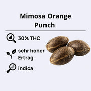 Mimosa Orange Punch: 30% THC, sehr hoher Ertrag, indica Samen von Barneys Farm.