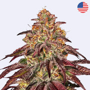 Mimosa x Orange Punch Autoflowering Samen von Barneys Farm, detailreiche Nahaufnahme einer cannabisblüte