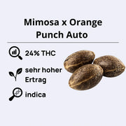 Mimosa x Orange Punch Autoflowering Samen mit 24% THC und sehr hohem Ertrag von Barneys Farm