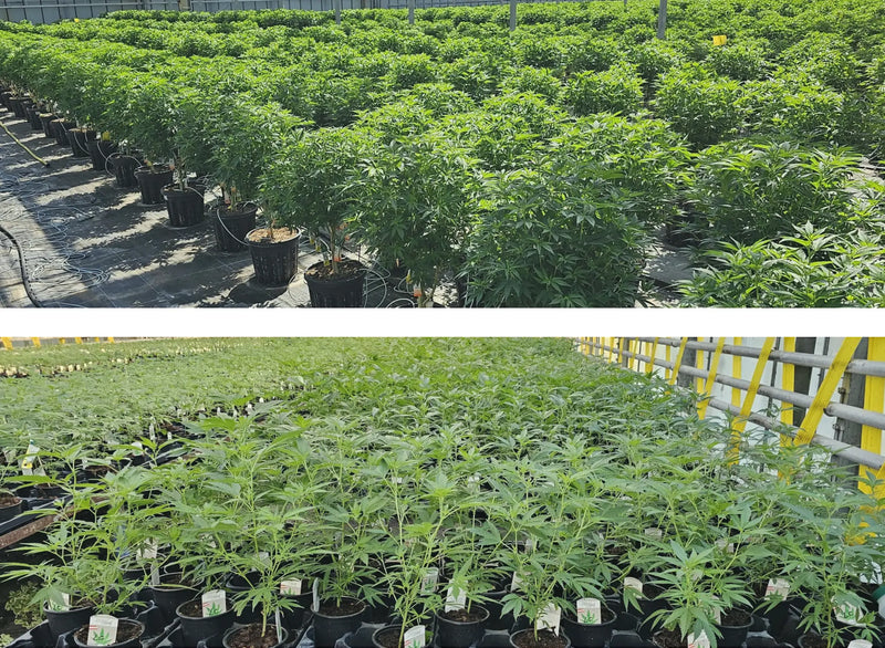 Selektierte Mutterpflanzen