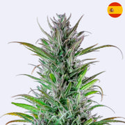 Northern Light feminisierte Samen