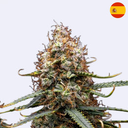 Northern Light Autoflowering Samen