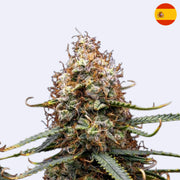 Northern Light Autoflowering Samen