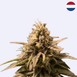 Close-up of Northern Lights cannabis strain from Sensi Seeds, showcasing its unique bud structure.