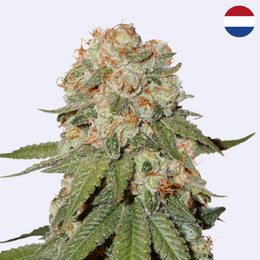Orange Bud Feminisierte Samen