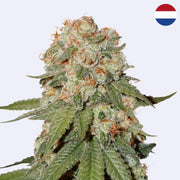 Orange Bud Feminisierte Samen