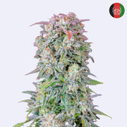 Original Afghan Kush Autoflowering Samen