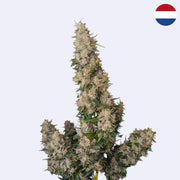 Original Amnesia Haze Autoflowering Samen