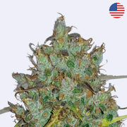Original BubbleGum Autoflowering Samen