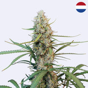 Original Jack Herer Autoflowering Samen