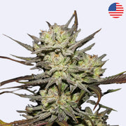 Original Northern Lights Autoflowering Samen