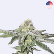 Permanent Marker cannabis flower showcasing its indica-dominant traits and unique characteristics.