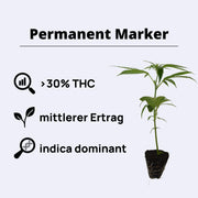 Permanent Marker cannabis plant with 30% THC, 7-8 weeks growth, average yield, indica dominant.