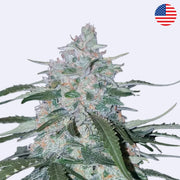 Pineapple Express Autoflowering Samen von Fast Buds mit dichten, harzigen Blüten und lebendigen Blättern.