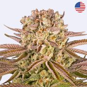Pineapple Express Feminisierte Samen von Barneys Farm, detailreiche Aufnahme der Blüten und Blätter.