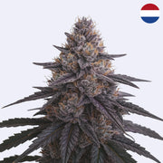 Power Plant - Dutch Passion - Steckling