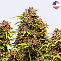 Purple Lemonade Autoflowering Samen - 420 Fast Buds