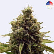 Purple Queen feminisierte Samen