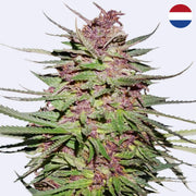 Purple #1 Feminisierte Samen