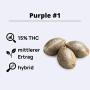 Purple #1 Feminisierte Samen