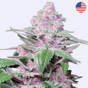 Purple Cookie Kush feminisierte Samen von Sensi Seeds mit lila Blüten und grünen Blättern.