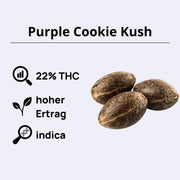 Purple Cookie Kush Samen mit 22% THC, hohem Ertrag und indica Eigenschaften