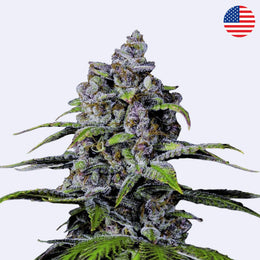 Purple Lemonade FF Feminisierte Samen - 420 Fast Buds