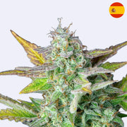 Quick One Autoflowering Samen