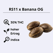 RS11 x Banana OG Feminisierte Samen mit 30% THC, hohem Ertrag und Indica-Anteil.