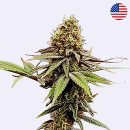 Rainbow Sherbet #11 - Blim Burn - Steckling