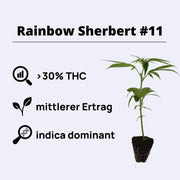 Rainbow Sherbet #11 - Steckling