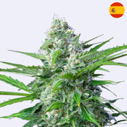 Royal AK Autoflowering Samen