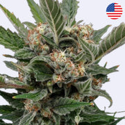 Royal Gorilla feminisierte Samen