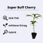 Super Buff Cherry Steckling mit 24% THC, mittlerer Ertrag und hybrid Eigenschaften.