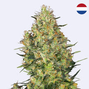 Shiva Skunk Feminisierte Samen von Sensi Seeds in voller Blüte mit reichhaltigen Trichomen