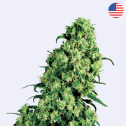 Skunk #1 Feminisierte Samen von Sensi Seeds, blühende Cannabis-Pflanze in voller Pracht.
