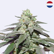 Skywalker Haze Autoflowering Samen