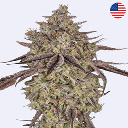 Skywalker Auto Autoflowering Samen von Green House Seeds mit dichter Blütenstruktur und auffälligen Trichomen