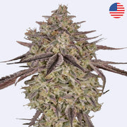 Skywalker Auto Autoflowering Samen von Green House Seeds mit dichter Blütenstruktur und auffälligen Trichomen