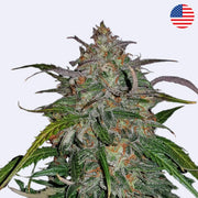 Smoothie Autoflowering Samen