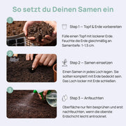 Smoothie Autoflowering Samen