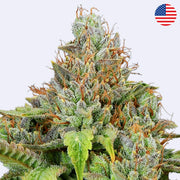 Privileged Baddie Feminsierte Samen - Anesia Seeds