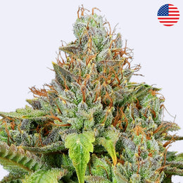 Sticky Boof Autoflowering Samen - Anesia Seeds