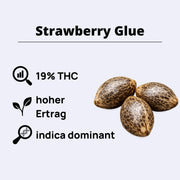 Strawberry Glue Feminisierte Samen