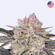 Strawberry Gorilla Autoflowering Samen