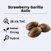 Strawberry Gorilla Autoflowering Samen