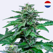 Stress Killer Automatic CBD Autoflowering Samen von Royal Queen Seeds mit grünen Knospen und Blättern.