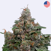 Sun Of A Peach Feminsierte Samen - Anesia Seeds