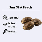 Sun Of A Peach Feminsierte Samen - Anesia Seeds